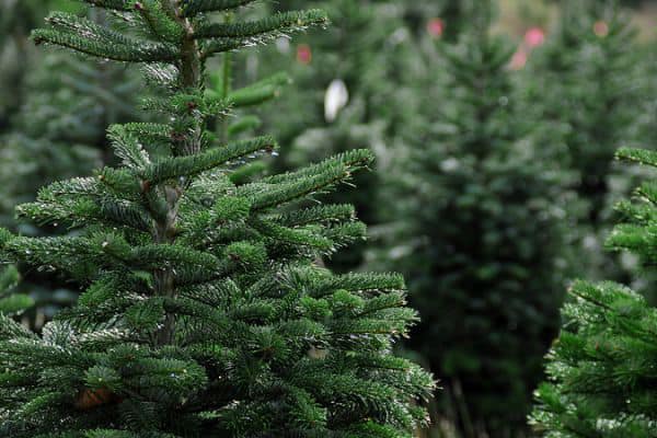 Fresh-Cut Christmas Trees Now Available!