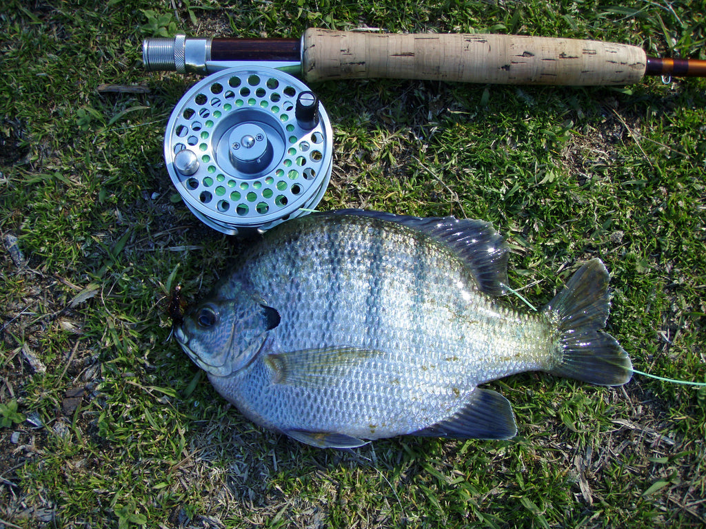 Panfish in the Fall  Blue Ribbon Bait & Tackle