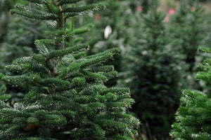 Fresh-Cut Christmas Trees Now Available!